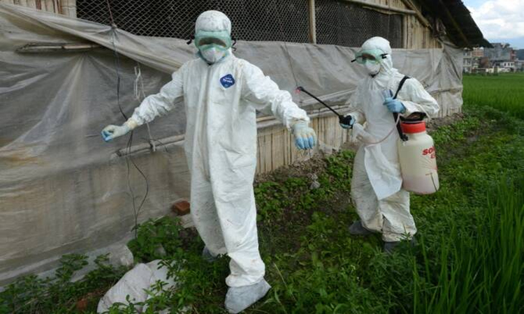 Bird flu cases rise in Nepal, only zoo shut