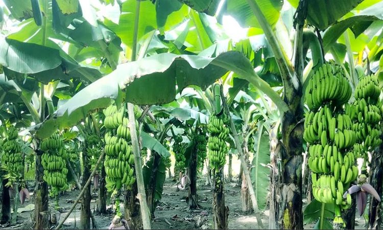 Silent revolution in commercial banana cultivation in Rangpur region