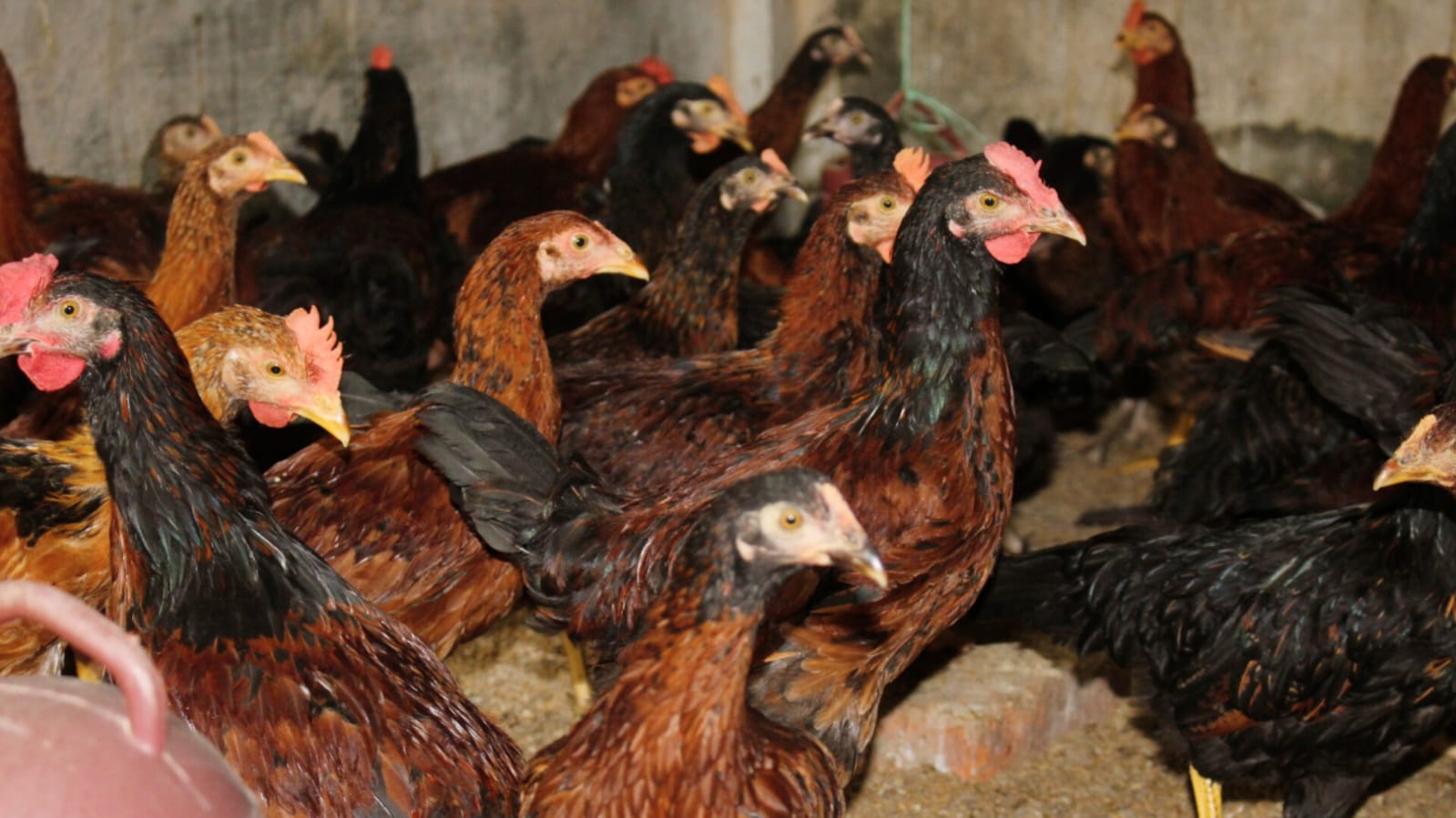 BAU develops new chicken subtype producing colored meat after 15 years of research
