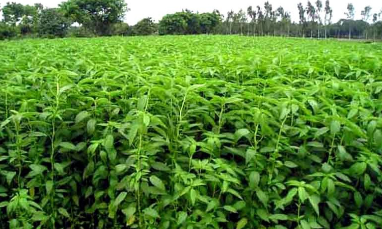 Farmers exceed jute cultivation target in Rangpur region