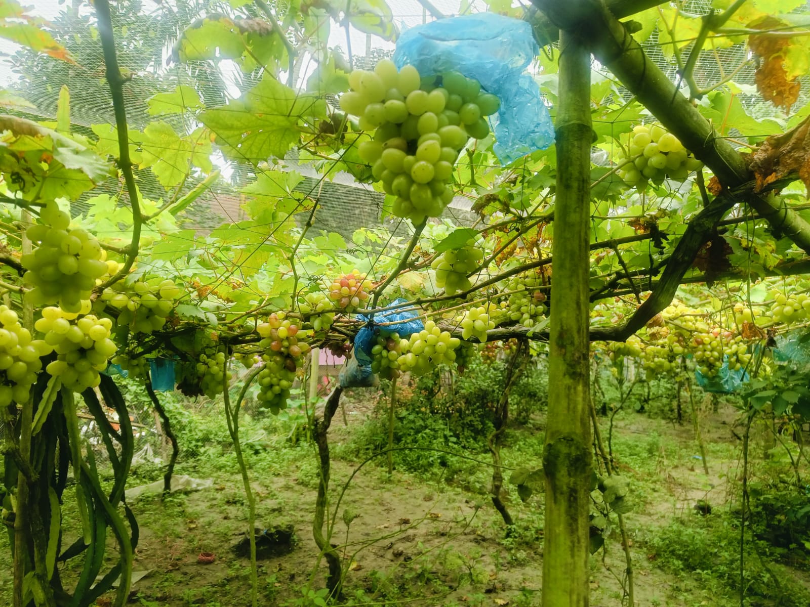 Gaibandha teacher finds success in grape farming