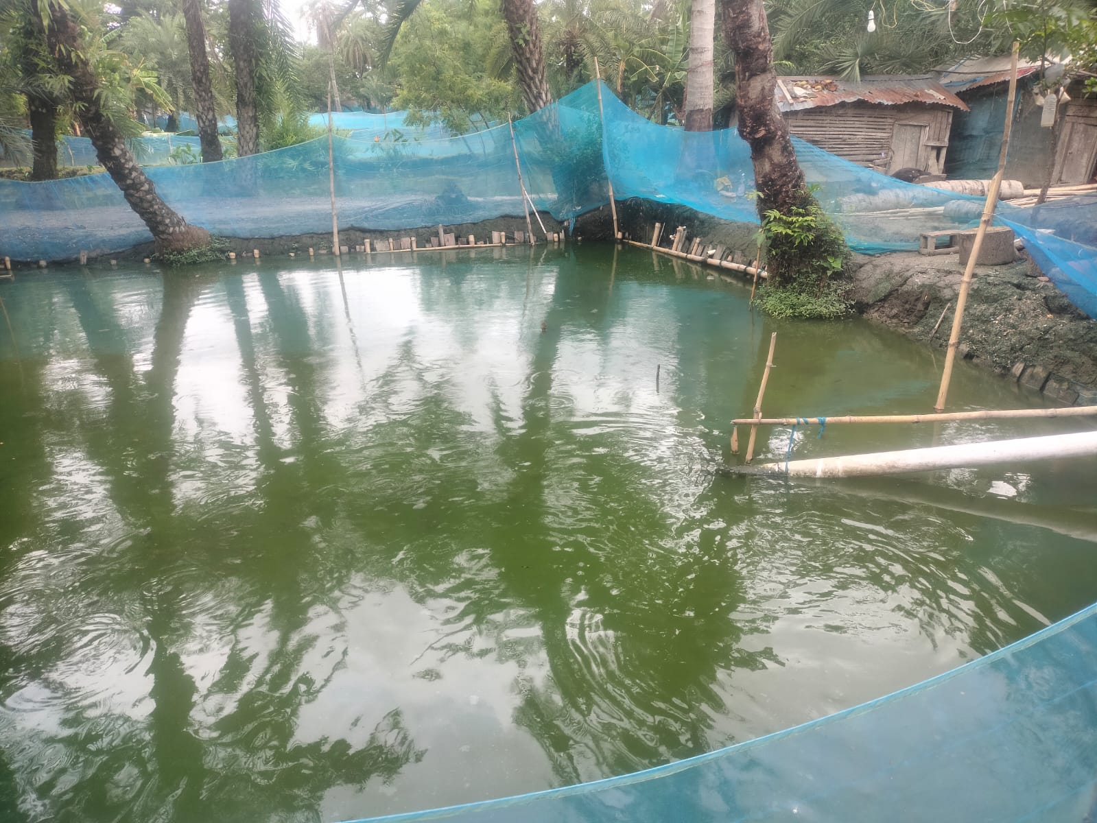Commercial snakehead fish farming boosts Khulna livelihoods