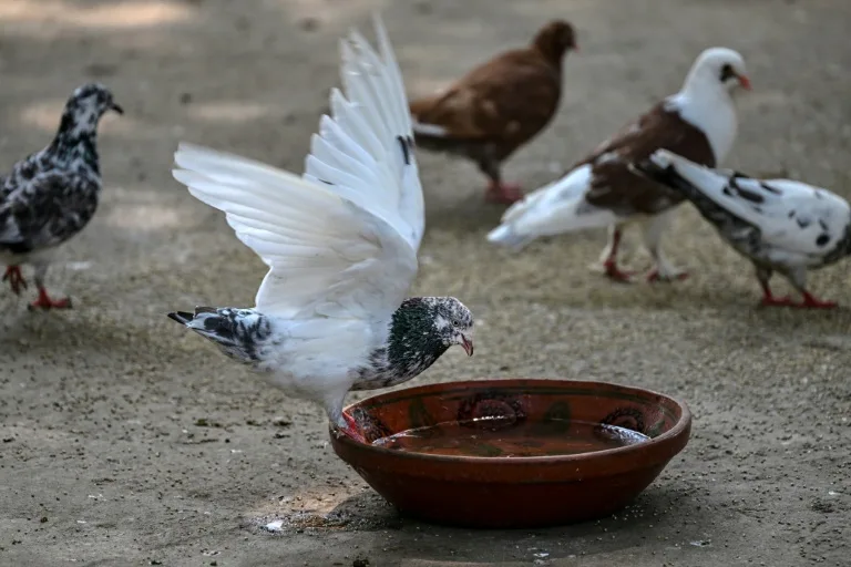 Wildlife rescuers help birds survive Pakistan's hotter summers
