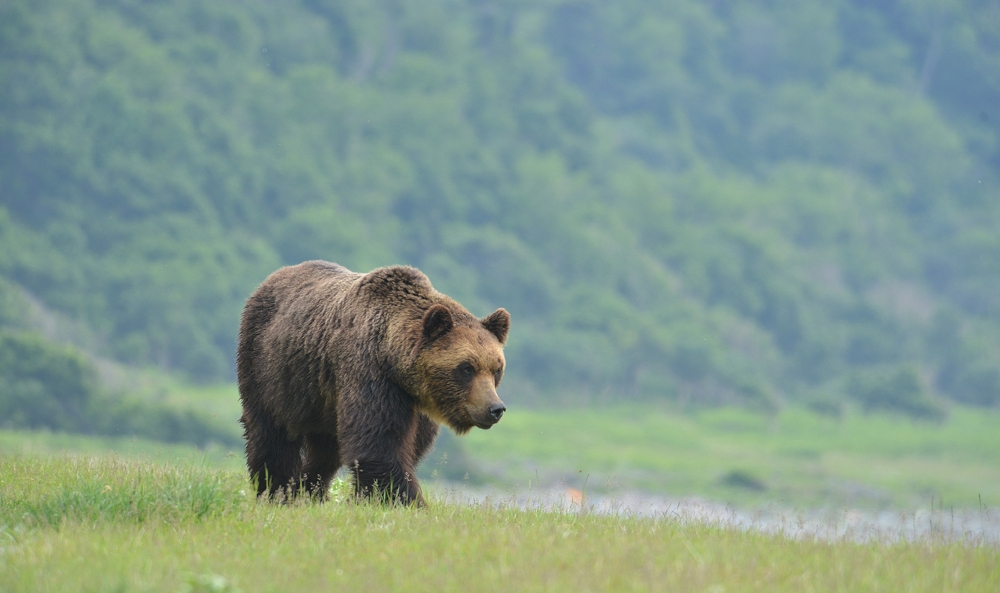 Japan family finds bear in kitchen, calls police