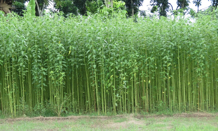 'GI recognition of Faridpur Jute to boost global market prospects'