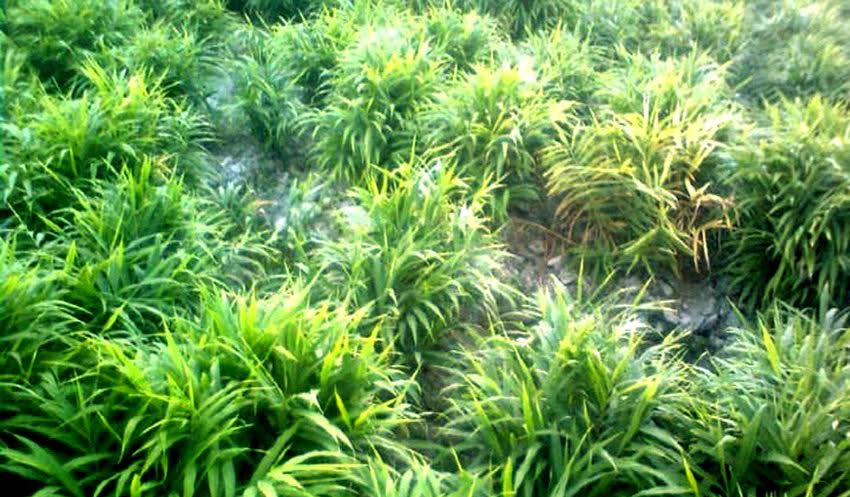 Farmers exceed set ginger farming target in Rangpur region