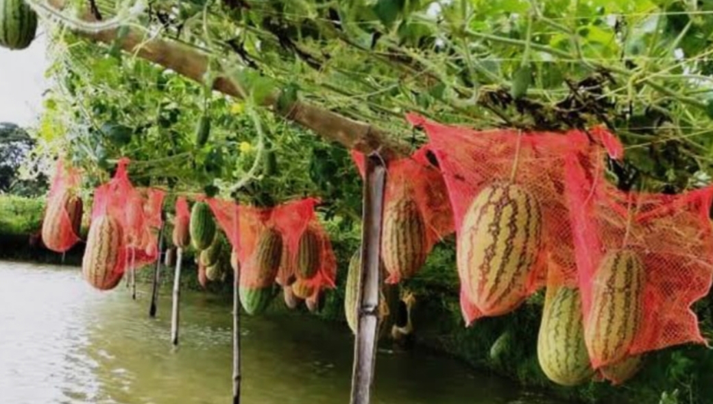 Off-season watermelon farming opens new horizon for Khulna farmers
