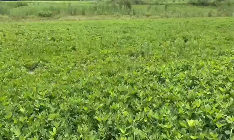 Madaripur's sandbar turns productive farmland thru peanut cultivation