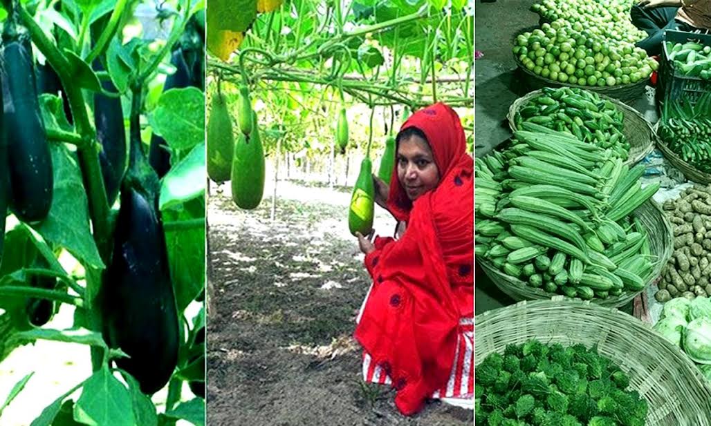 Rangpur farmers changing fortunes thru round the year vegetable farming 