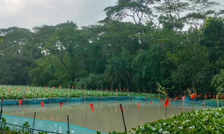 Native fish return to Patuakhali sanctuary, bringing new hope for fishing communities