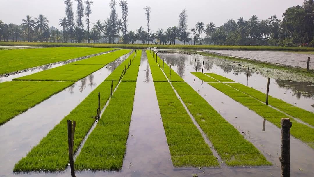 DAE targets Aman seedbeds on 16,464 hectares in Khulna region