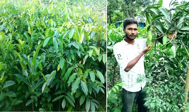 Govt’s tree plantation programme sparks boom for Rangpur nurseries