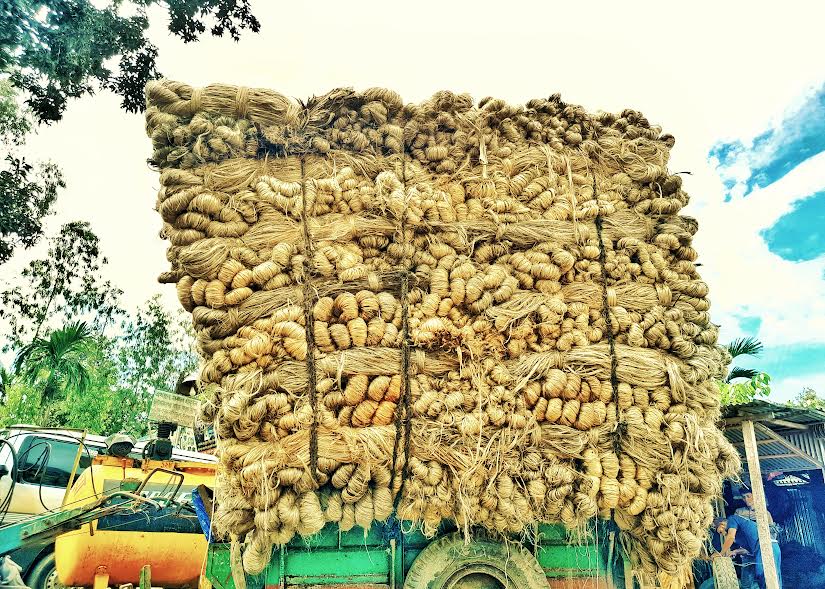 Price Surge fails to lift Lalmonirhat jute farmers as yields plunge