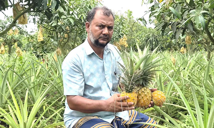 Sweet pineapples add new economic potential in Naogaon's Barind region