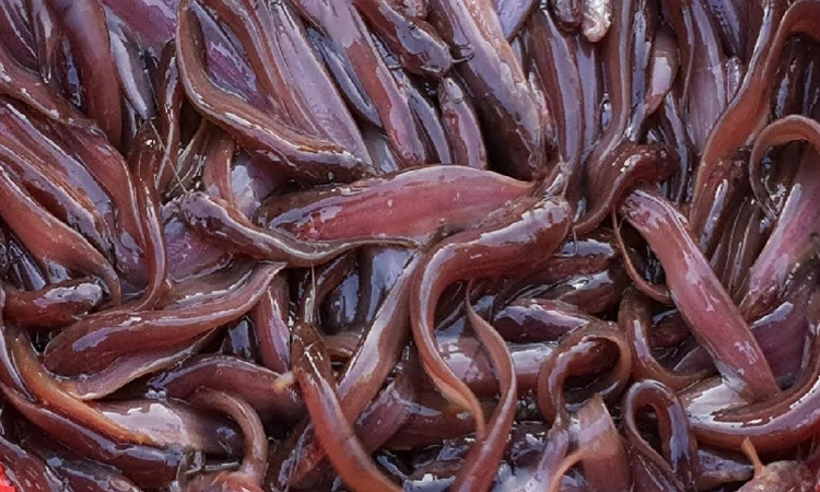 Shing fish farming gaining popularity across country