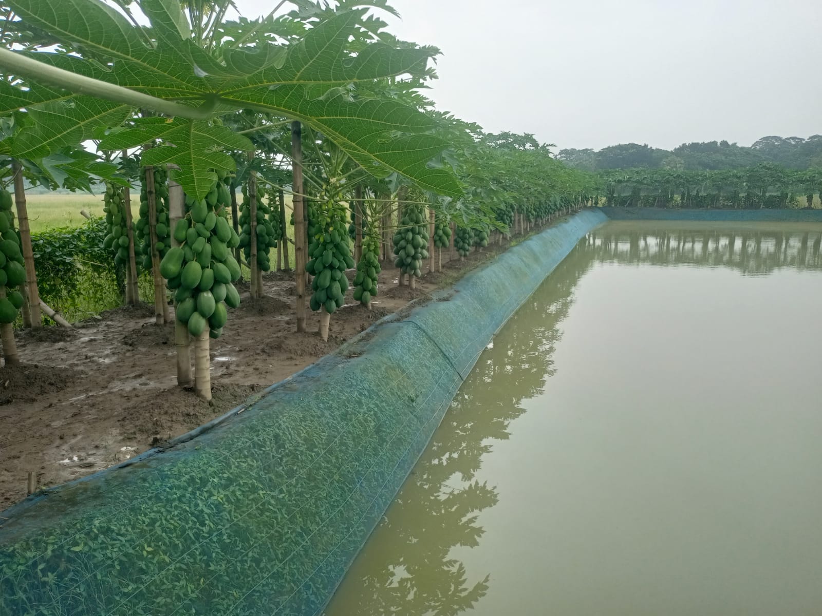 Papaya farming transforms Suman's life in Barishal, creates jobs for local youths