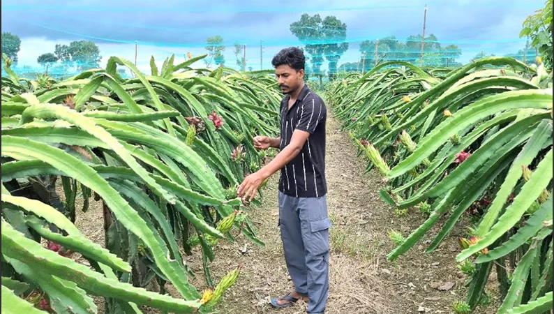 Jhenaidah's Abu Sayed proves farming pays after quitting his job
