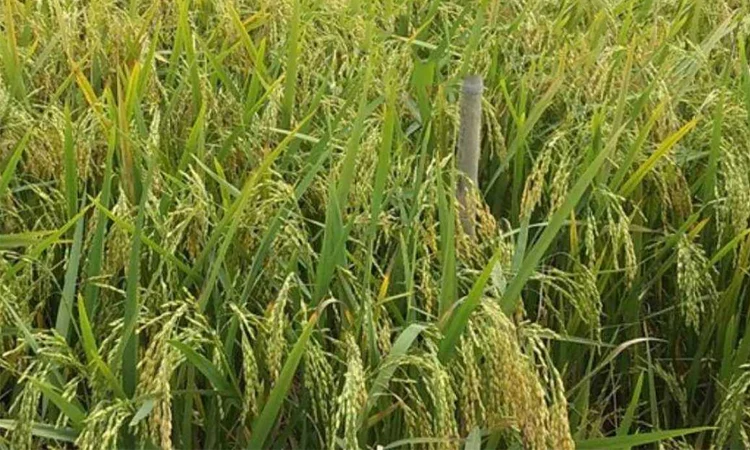 New BRRI dhan118 offers hope to haor farmers against flash floods