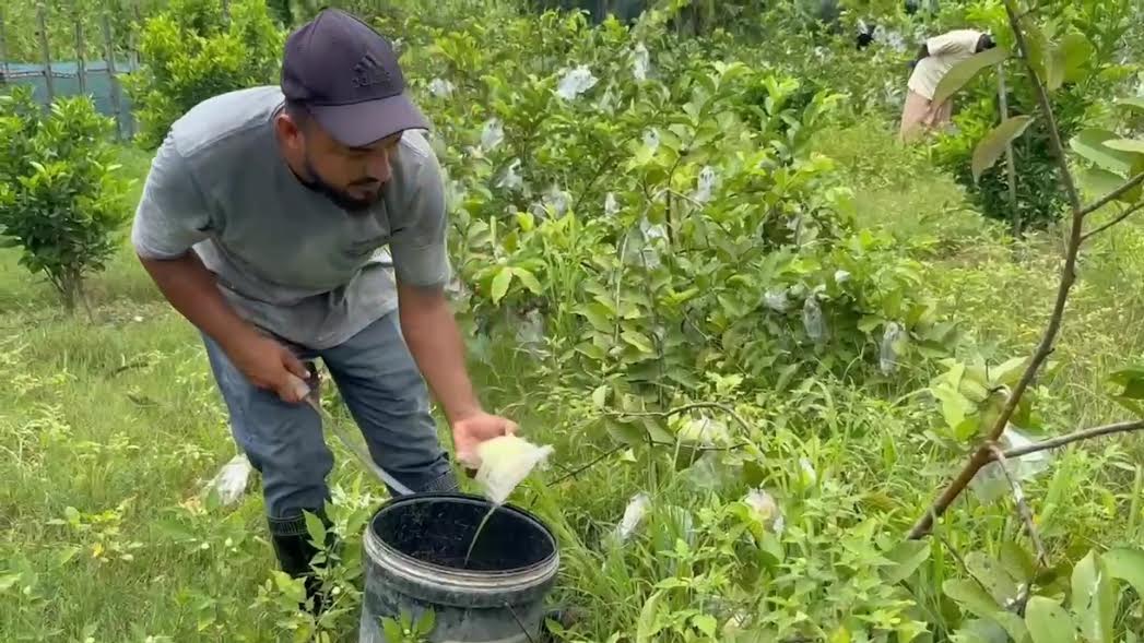 Modern fruit farming transforms expat's life, inspires young people in Madaripur 