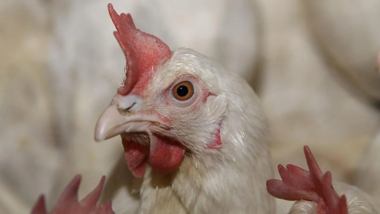 Spoiled milk, dead chickens: in Tunisia, the heavy toll of power cuts