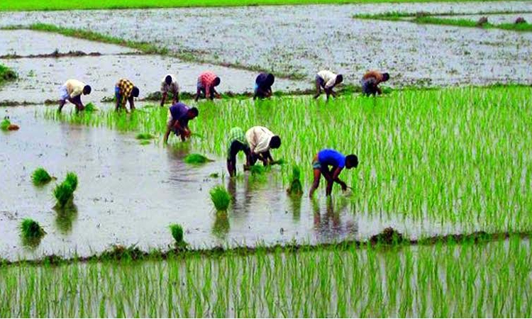 43pc Aman seedling planting completed in Rangpur region