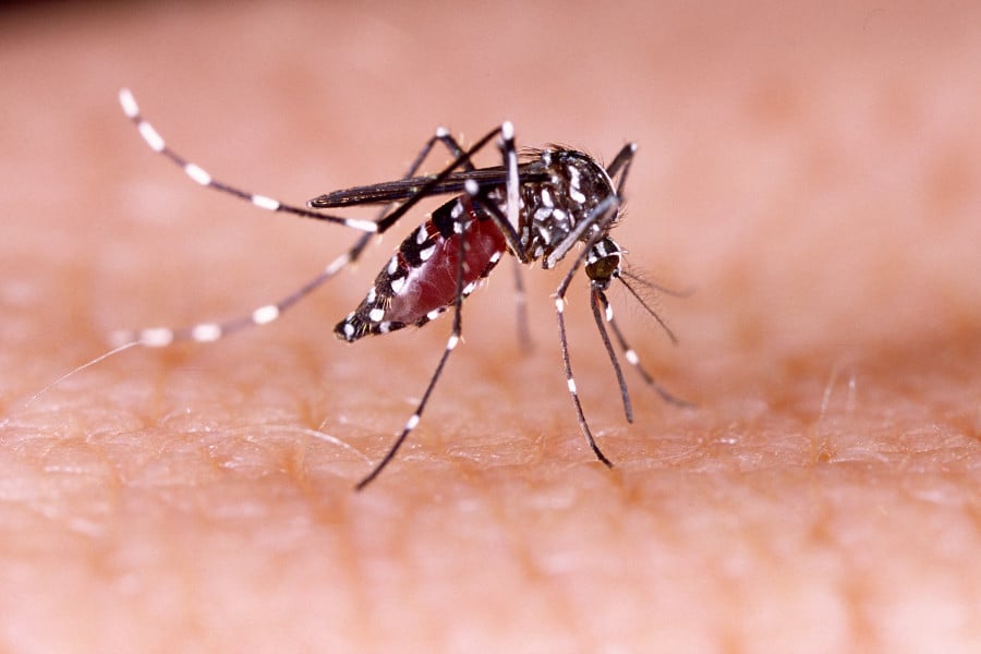 371 fresh cases reported of dengue inflection overnight