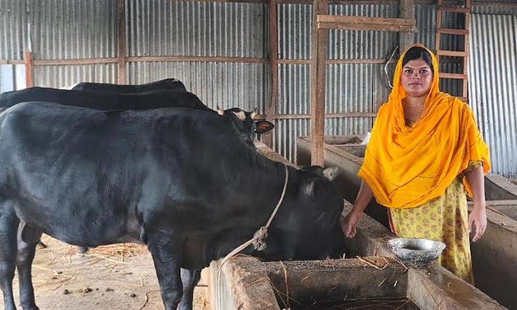 Madaripur woman finds success in dairy farming