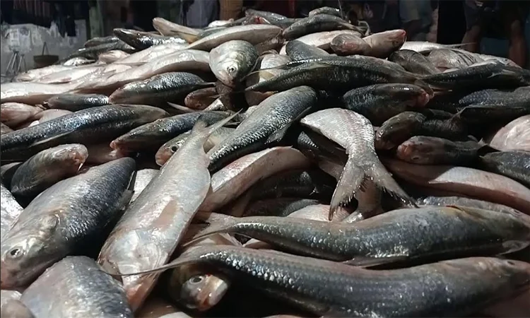 Patuakhali fisherman nets 2,200 hilsa in a single haul, earns Tk 48 lakh