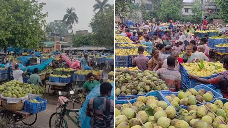 Mango trade picks up in Chapainawabganj as season nears end    