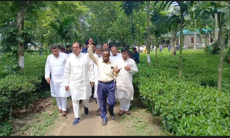 Tea cultivation opens new horizons in Lalmonirhat: Dulu