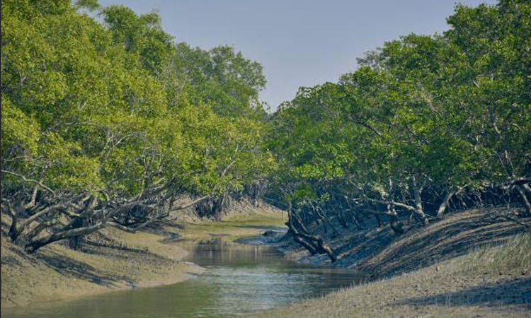 46 held for forest crimes in western Sundarbans in two months