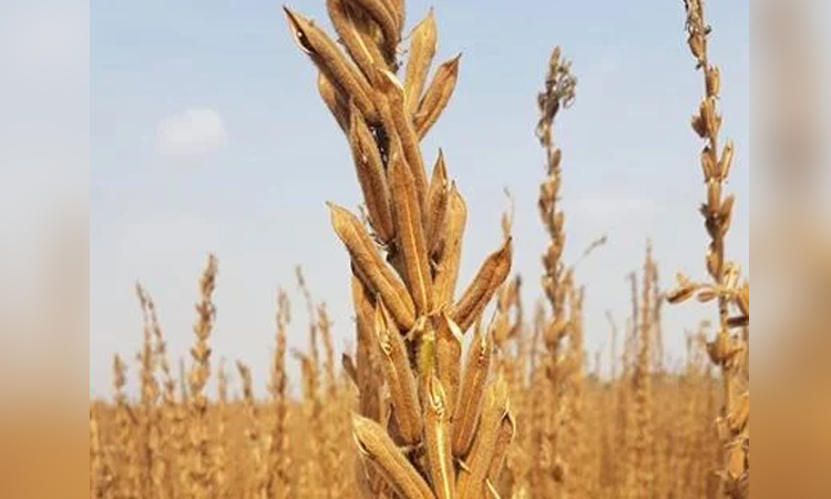 Sesame harvesting ended, expecting bumper production in Manikganj