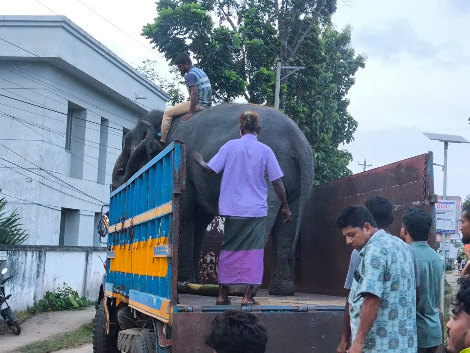 Elephants Samrat Bahadur, Nihar Kali being taken to Safari Park from private custody 