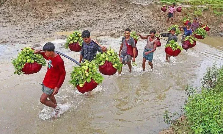 Chattogram’s 'Kanchan Guava' earns Tk 6cr in season, finds overseas markets