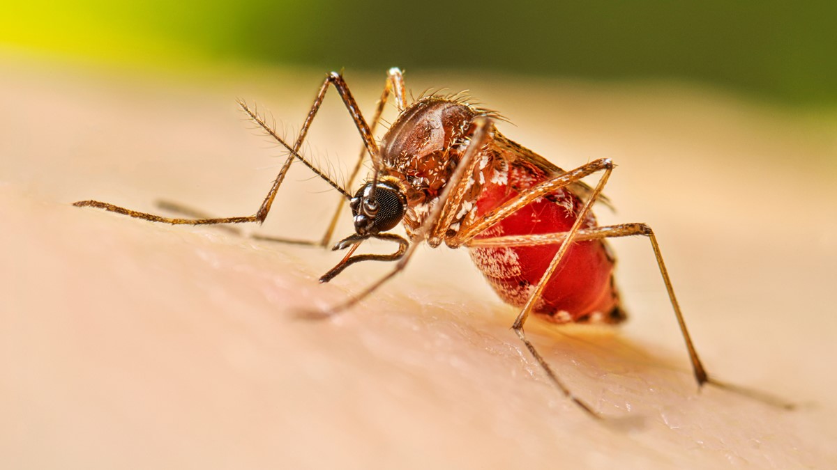 550 new dengue cases reported in 24hrs