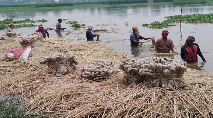 Jute sales may fetch Tk 549cr in Rajshahi this season