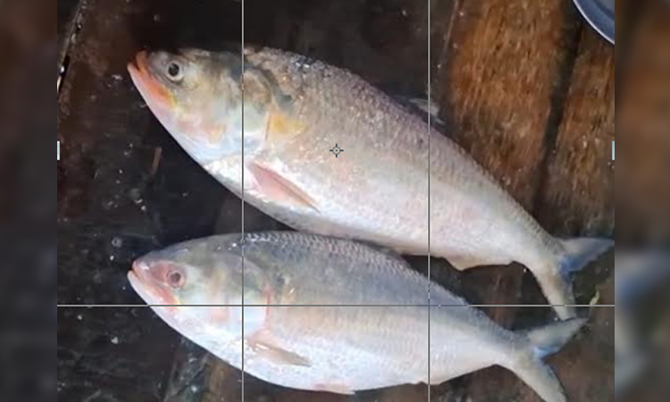 Coastal Bhola rivers teem with Hilsa, traders prepare for export