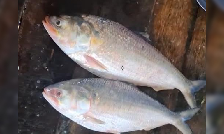 Coastal Bhola rivers teem with Hilsa, traders prepare for export