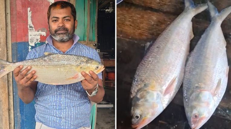 Coastal Bhola rivers teem with Hilsa, traders prepare for export