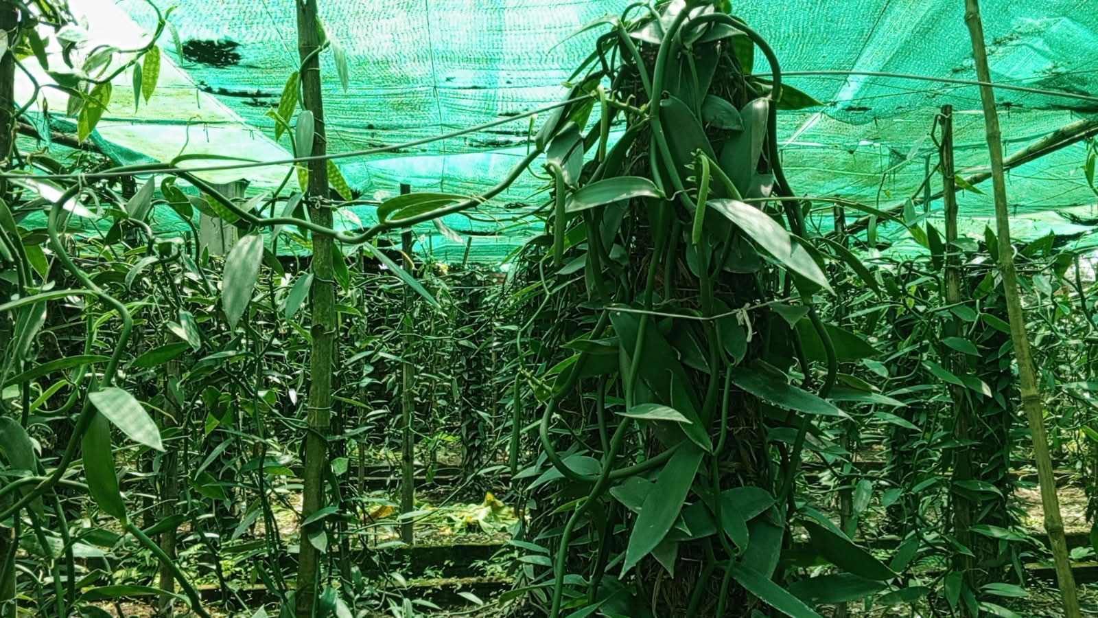 Chuadanga farmer finds success with integrated farm featuring vanilla