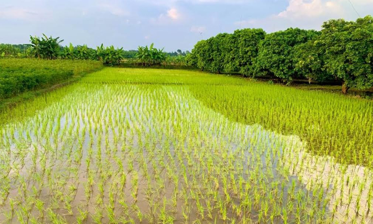 Rainwater revives Aman Paddy, farmers dream of good yield in Rajshahi