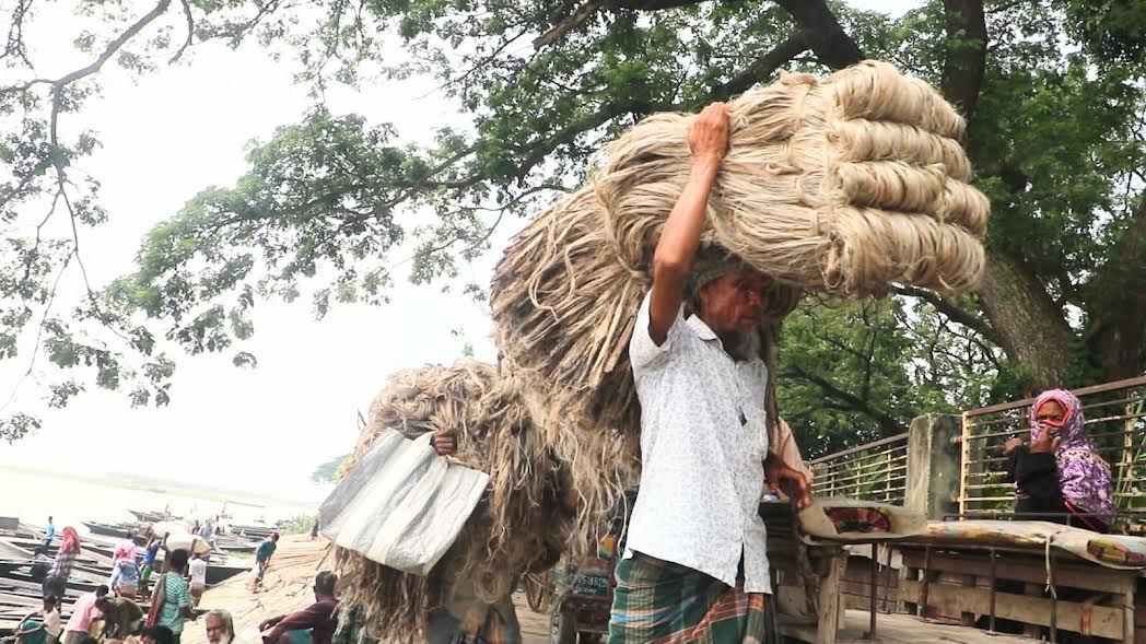 Jute brings smiles back to Gaibandha farmers 