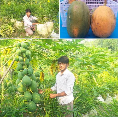 বস্তায় আদা চাষ করে জয়পুরহাটের রুস্তম আলী এখন অনুকরণীয়