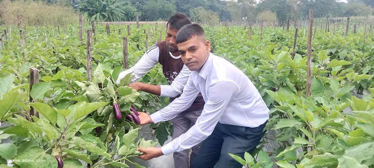 গোপালগঞ্জে মালচিং পদ্ধতিতে বেগুন চাষে উত্তমের বাজিমাত