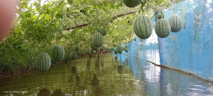 গোপালগঞ্জে বিলের মাছের ঘেরের মাচায় ঝুলছে তরমুজ