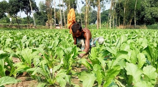 শীতকালীন সবজি চাষে ব্যস্ত গাজীপুরের কৃষকরা