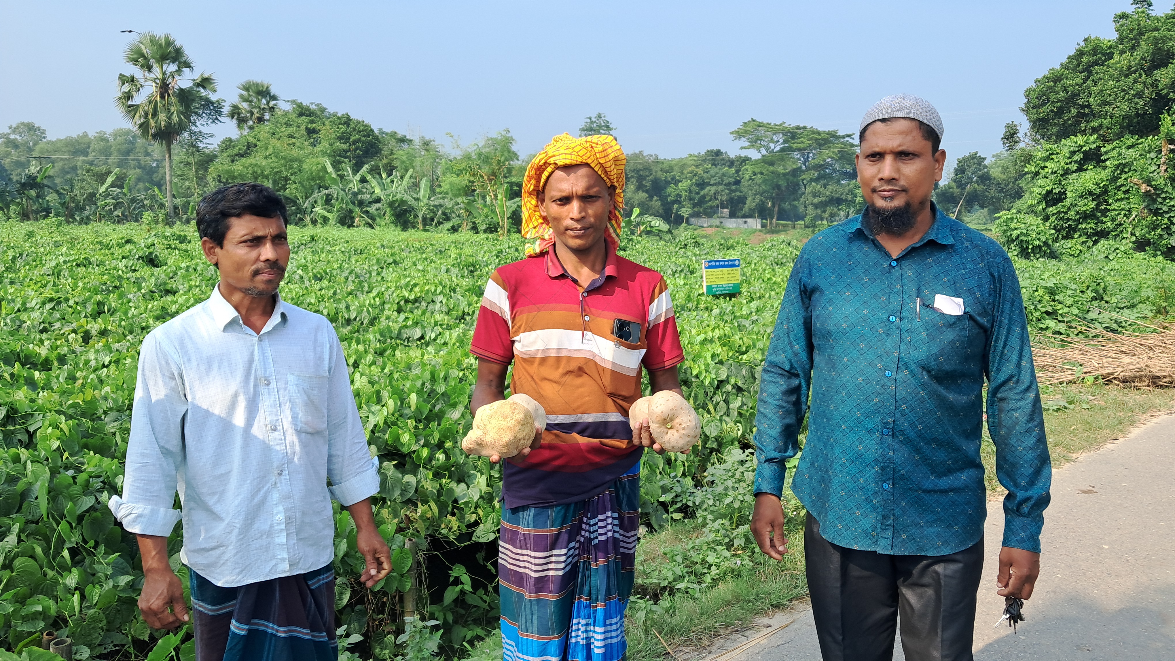 কিশোরগঞ্জে বাণিজ্যিকভাবে চাষ হচ্ছে পুষ্টিগুণে ভরপুর গাছ আলু ও মেটে আলু