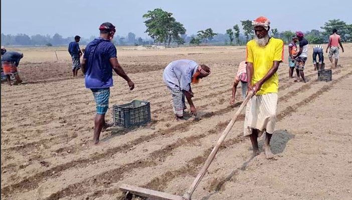 দিনাজপুরে আগাম জাতের আলু চাষ শুরু