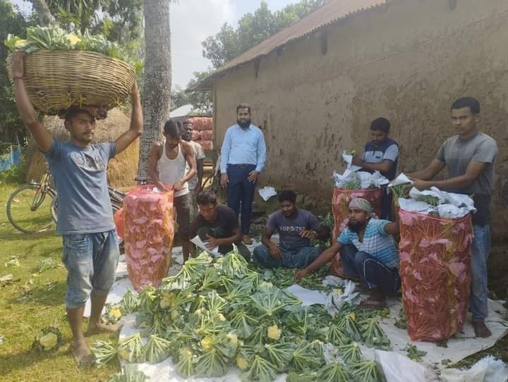 দিনাজপুরের বীরগঞ্জে শীতকালীন সবজির বাম্পার ফলন