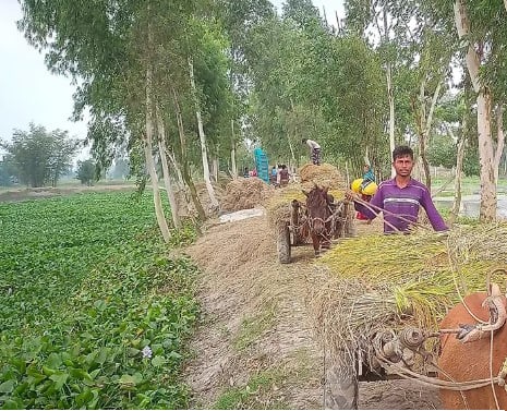 রংপুরে কৃষিপণ্য পরিবহনে চরের জাহাজ ঘোড়ার গাড়িই ভরসা